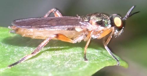 Réf. 354 704 : Chorisops tunisiae